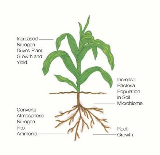 benefits of TerraMax corn microbial inoculants