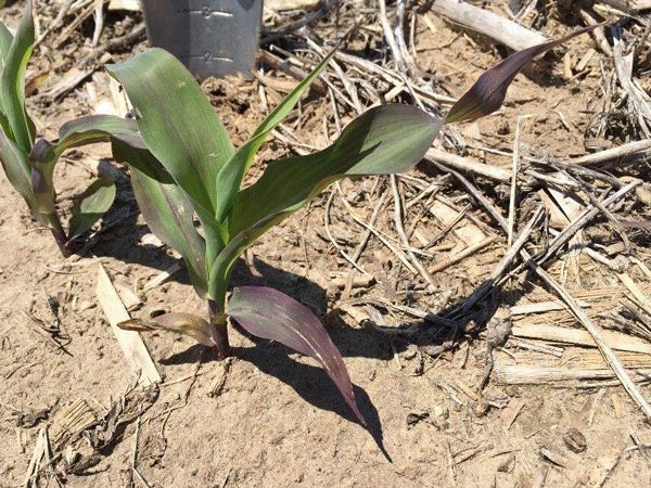 purple-phosphorus-deficiency