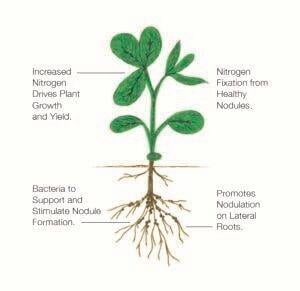 root nodules relationship