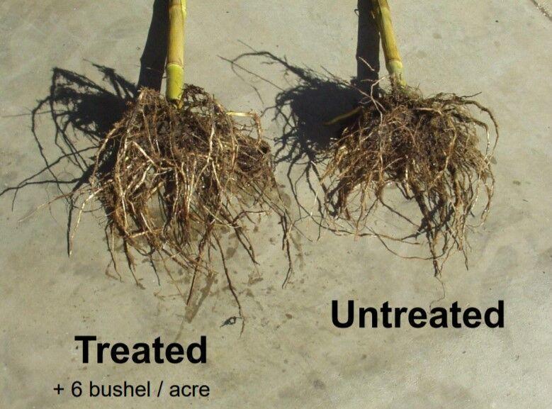 treated and untreated roots