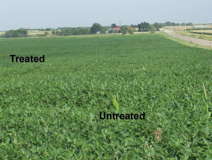 treated and untreated soybean plants
