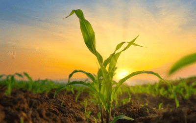 Nitrogen 101 – Biological nitrogen fixation for plant growth and health