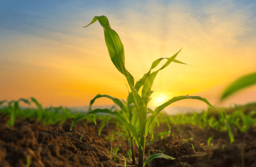 Nitrogen 101 – Biological nitrogen fixation for plant growth and health