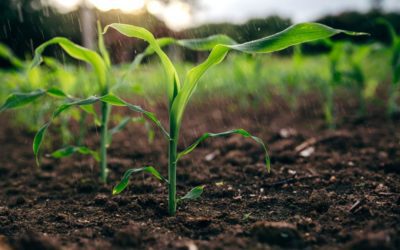 Three critical elements that crops need and how TerraMax is helping access them