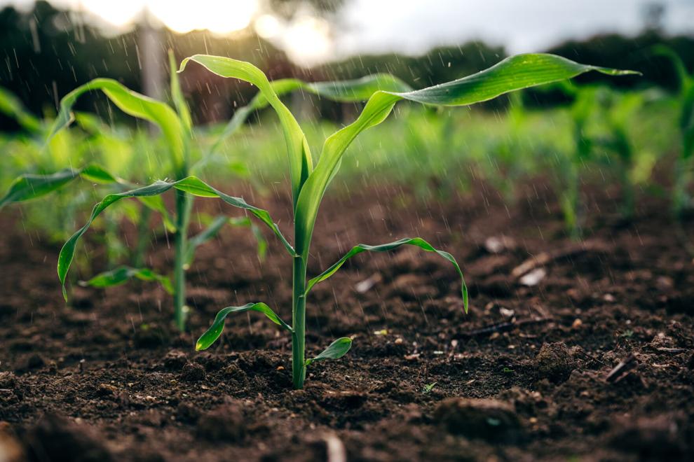 Three critical elements that crops need and how TerraMax is helping access them