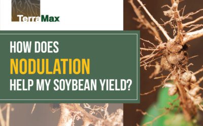 How Does Nodulation Help My Soybean Yield?