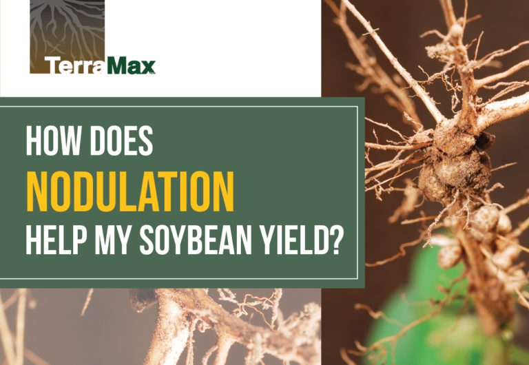 How Does Nodulation Help My Soybean Yield?