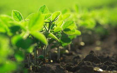 TerraMax Dry – Soybean Inoculant 101