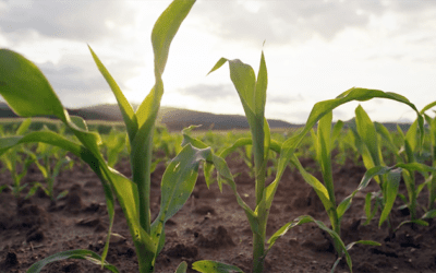 MicroAZ-ST Dry –The Best Corn Seed Inoculant