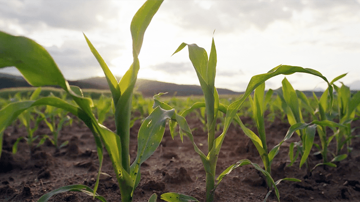 MicroAZ-ST Dry –The Best Corn Seed Inoculant - TerraMax