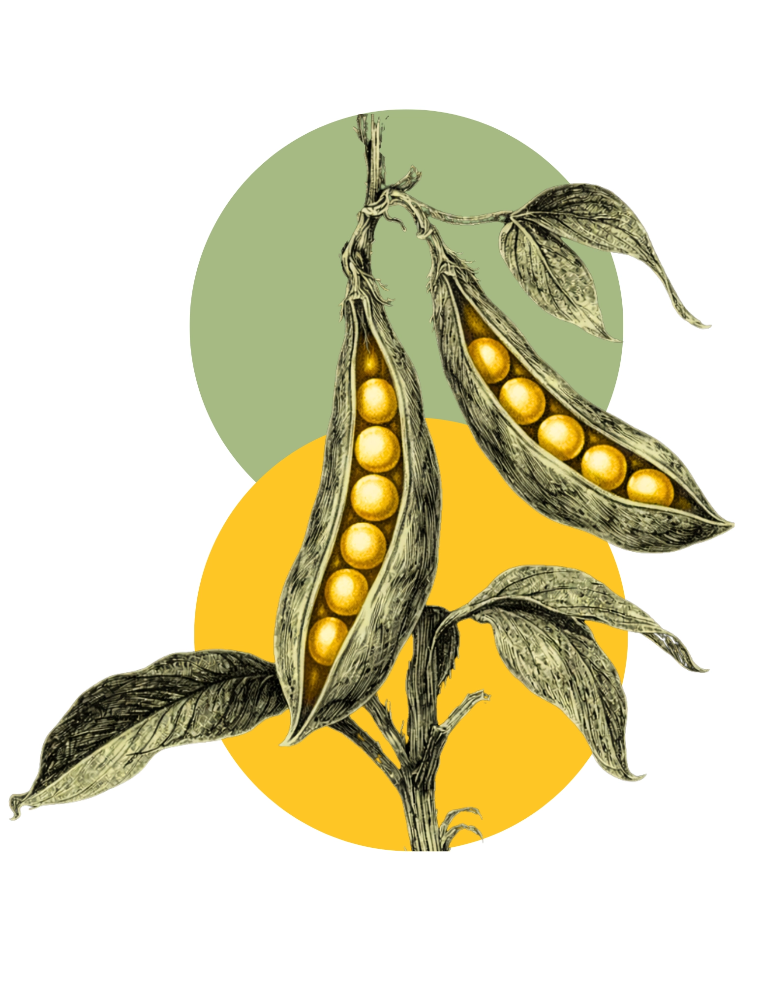 Bio-Extend planter box seed treatment for soybeans, illustrated soybean pods