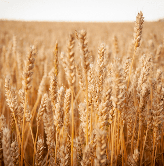 Wheat