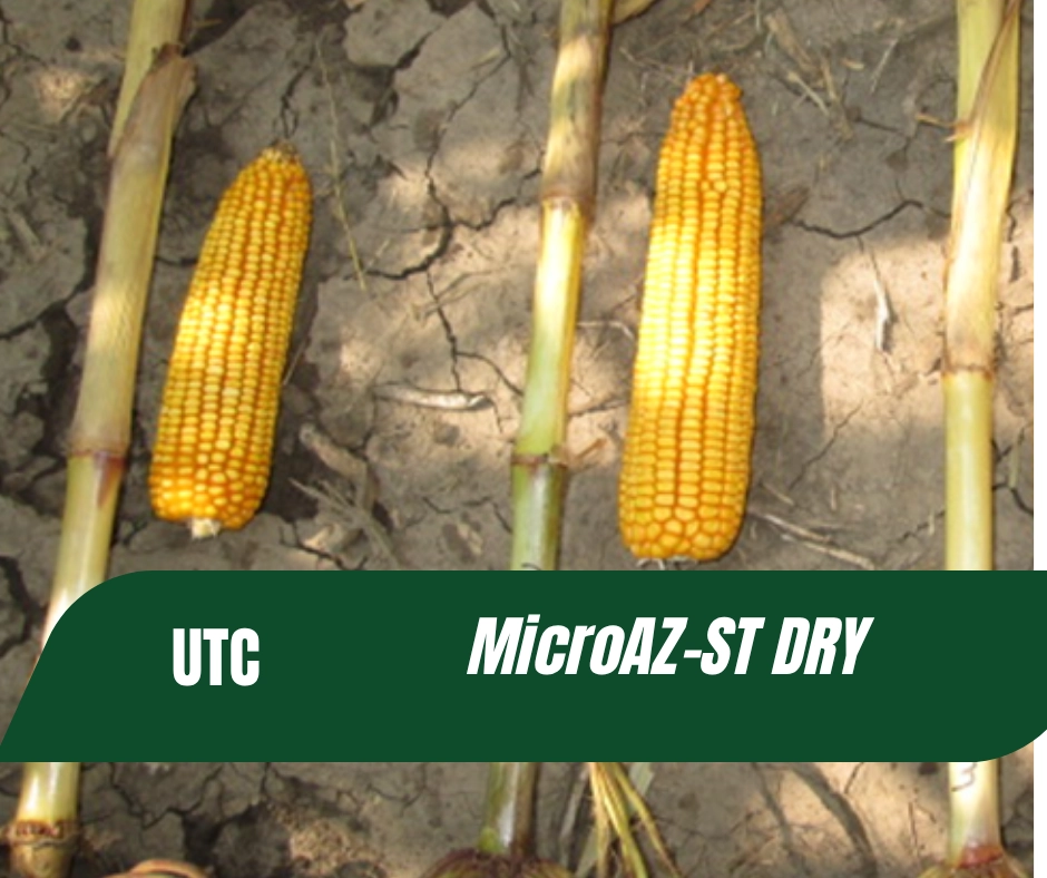 Corn ears from the untreated check and from MicroAZ-ST Dry-treated corn, shown side by side.