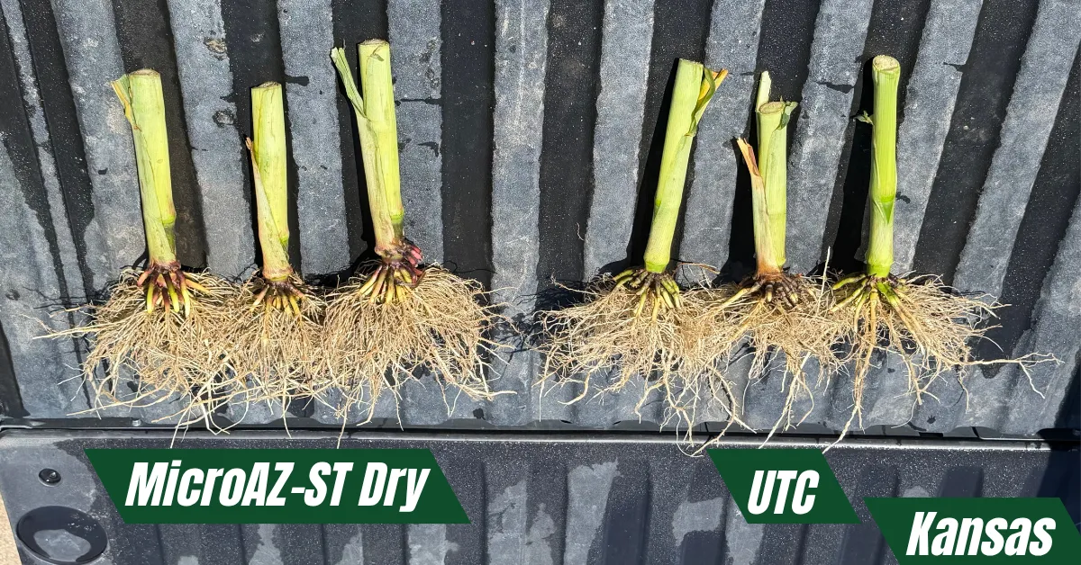 Young corn plants with roots, MicroAZ-ST Dry compared with the untreated check (UTC), laid on a pickup tailgate in Kansas.