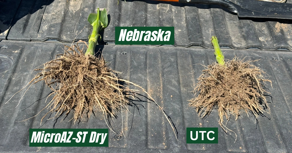 Corn root systems treated with MicroAZ-ST Dry compared with the untreated check (UTC) on a pickup tailgate in Nebraska.