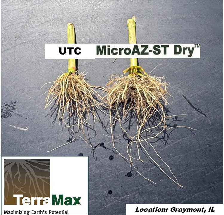 Corn root systems from the untreated check (UTC) and MicroAZ-ST Dry side by side, Graymont, Illinois.