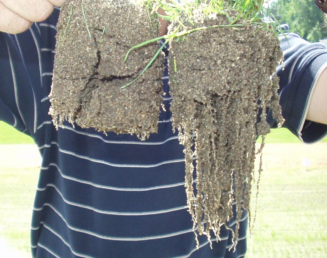 Azospirillum Root Development