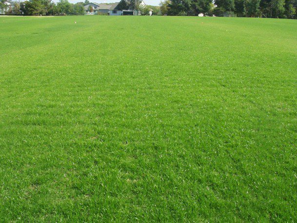 Treated turf after TAZO-ST Dry application
