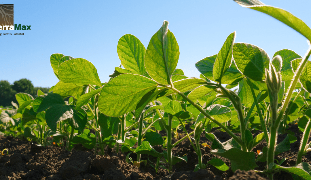 Do Soybeans Need Inoculants? Benefits and Application Tips