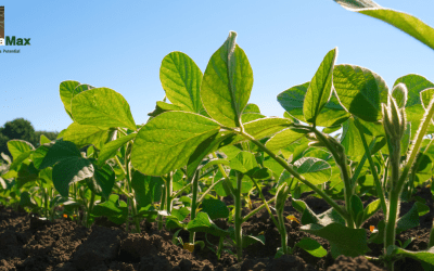 Do Soybeans Need Inoculants? Benefits and Application Tips