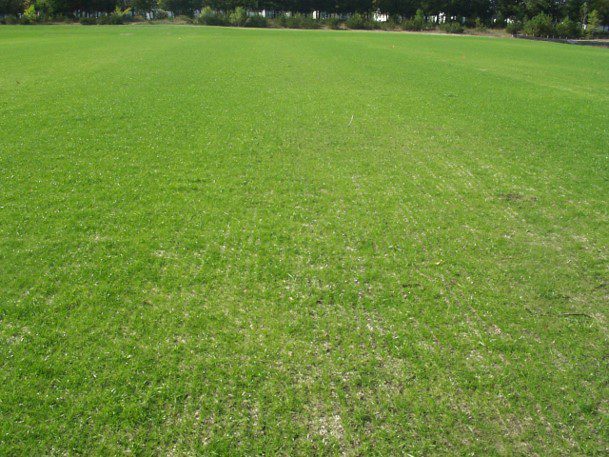 Untreated Turf