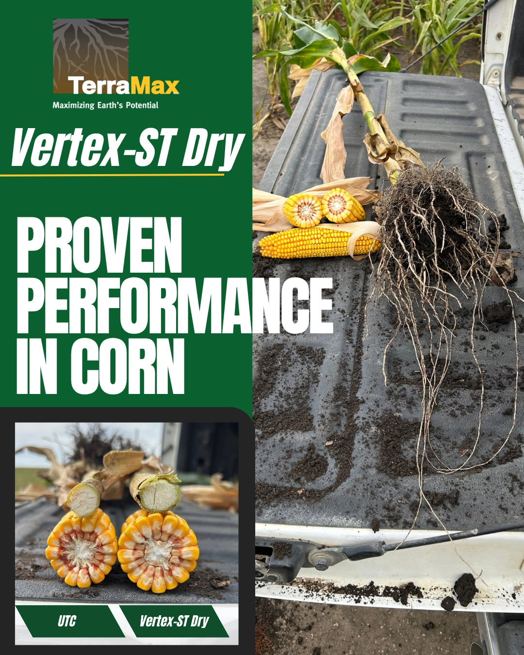 Corn plant treated with Vertex-ST Dry seed treatment, with its full root system and ears laid on a pickup tailgate beside a cornfield. Inset: cross-sections of an ear from the untreated check (UTC) and an ear from Vertex-ST Dry.
