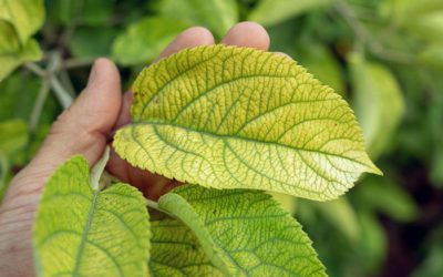 Are your crops getting enough phosphorus? What to do