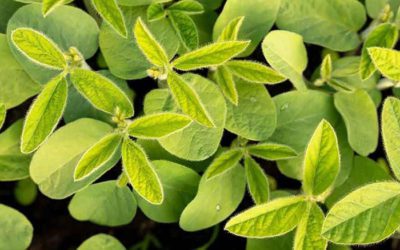 Nature’s processes, perfected by science