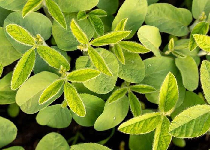 Nature’s processes, perfected by science