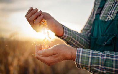 How to get healthier corn plants and greater yields