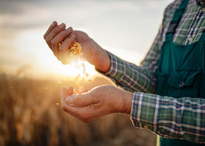 How to get healthier corn plants and greater yields - TerraMax