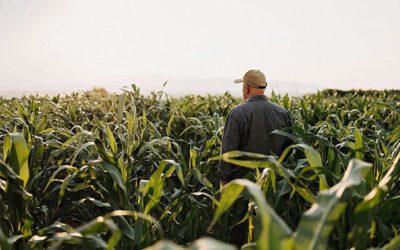 “Corn is king” for business partners, who each supply their own kernels of experience
