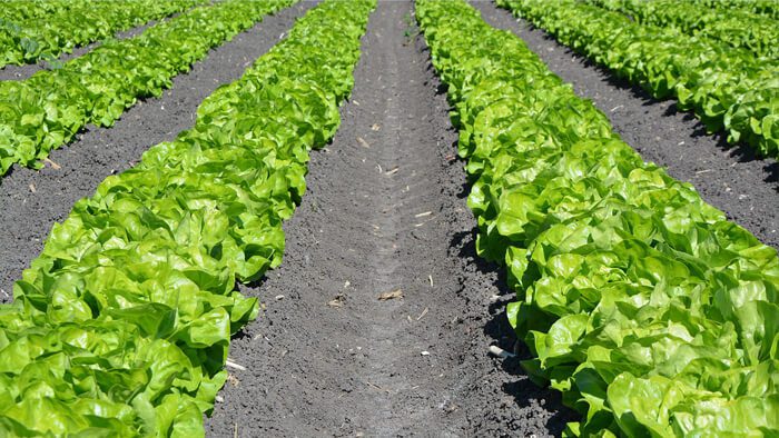 A healthy field thanks to TerraMax products.