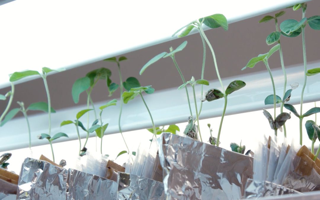 Maximize Soybean Inoculant: A Stabilized Solution