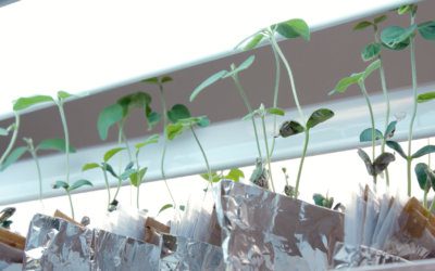 Maximize Soybean Inoculant: A Stabilized Solution